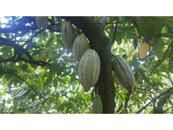 Former Cocoa And Coffee Farm