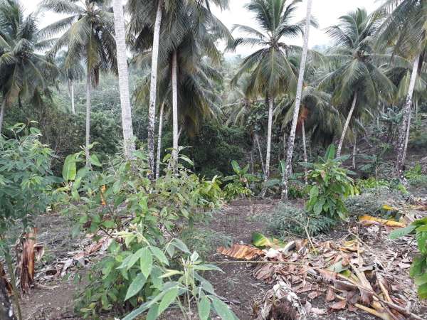 Coconut And Cocoa Farm