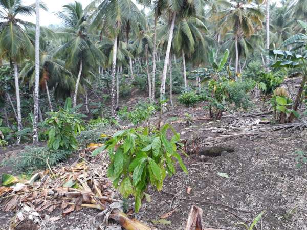 Coconut And Cocoa Farm