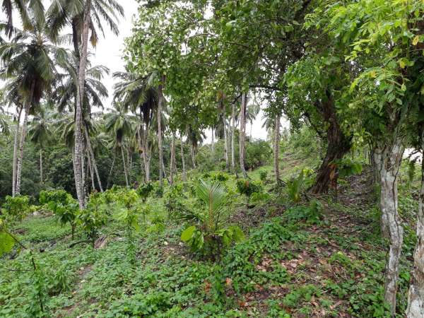 Coconut And Cocoa Farm