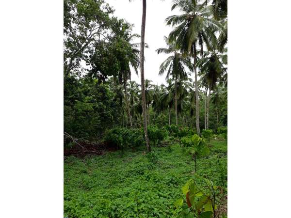 Coconut And Cocoa Farm