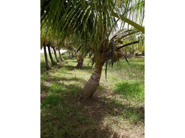 Young Coconut Farm Within â€coconut Forest