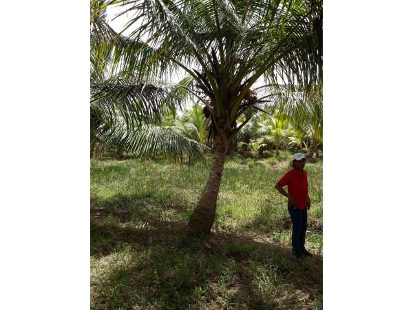 Young Coconut Farm Within â€coconut Forest