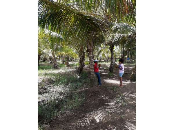 Young Coconut Farm Within â€coconut Forest