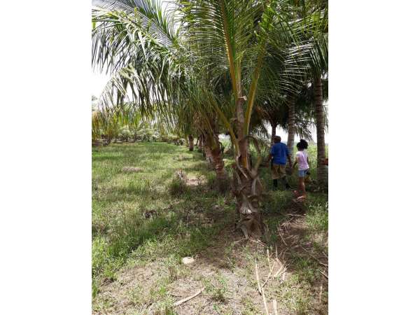 Young Coconut Farm Within â€�coconut Forest