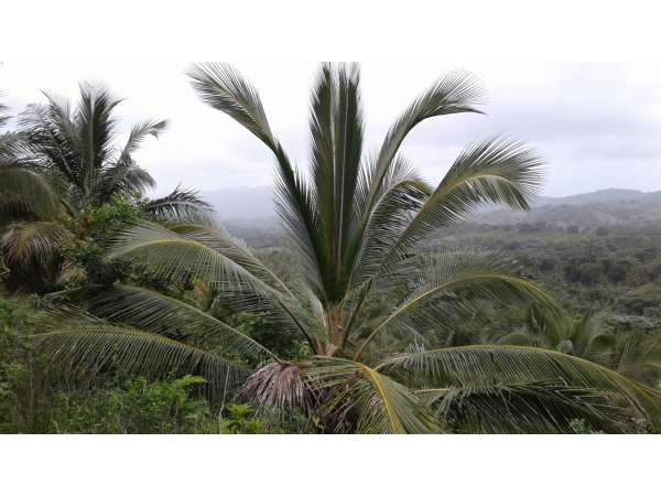 Young Coconut Farm Within â€coconut Forest