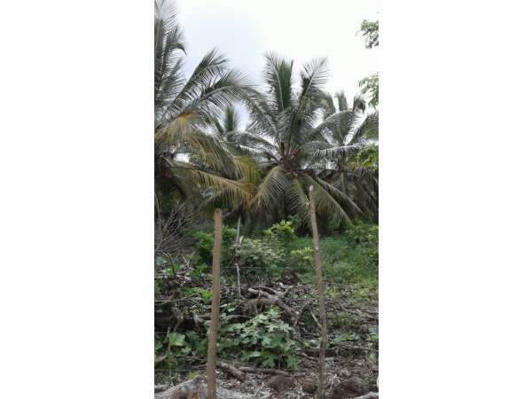 Young Coconut Farm Within â€coconut Forest
