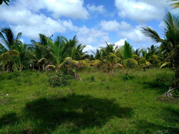 Young Hybrid Coconut Farm