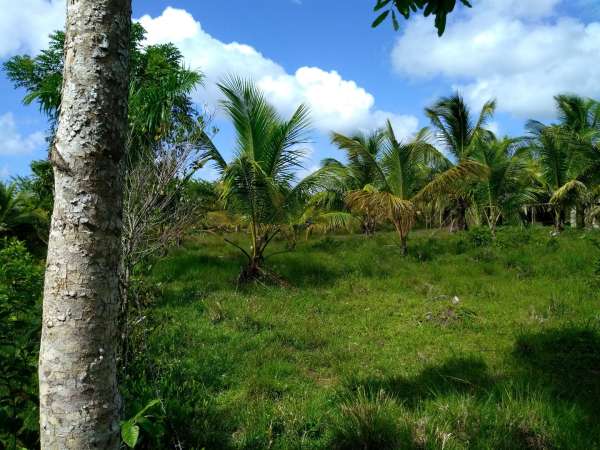 Young Hybrid Coconut Farm
