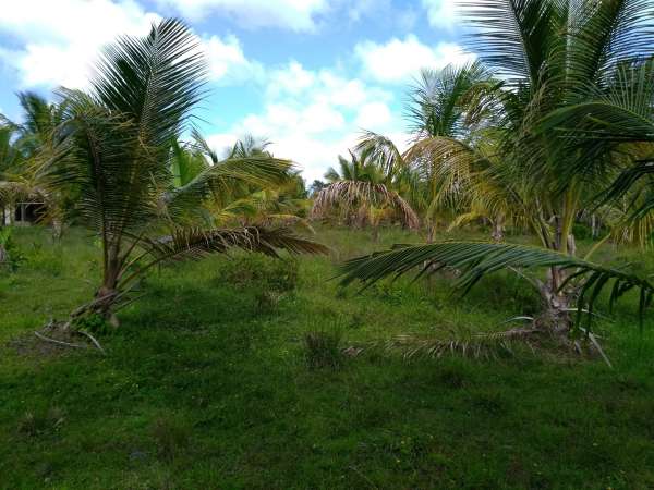 Young Hybrid Coconut Farm
