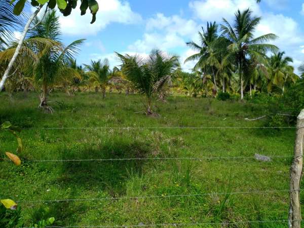 Young Hybrid Coconut Farm