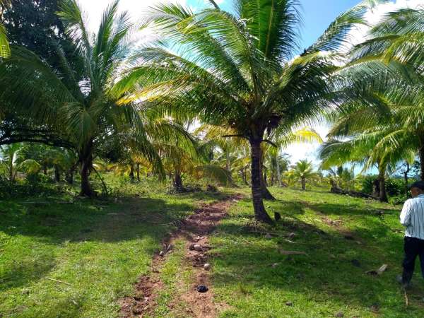 Young Hybrid Coconut Farm