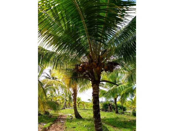 Young Hybrid Coconut Farm