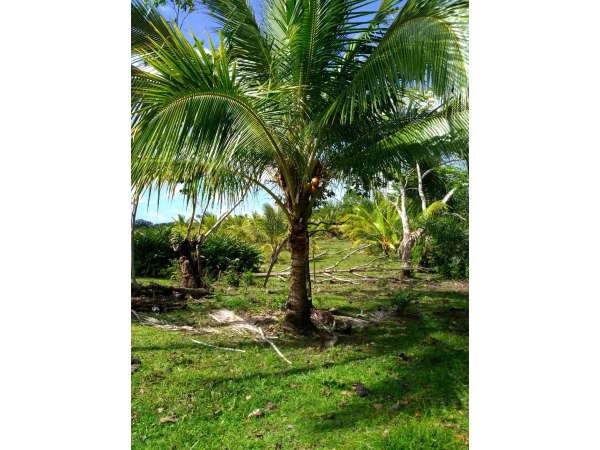 Young Hybrid Coconut Farm