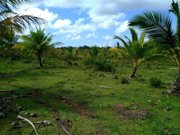 Young Hybrid Coconut Farm