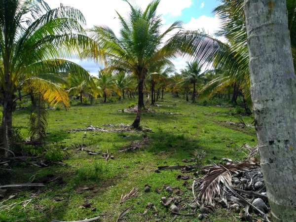 Young Hybrid Coconut Farm