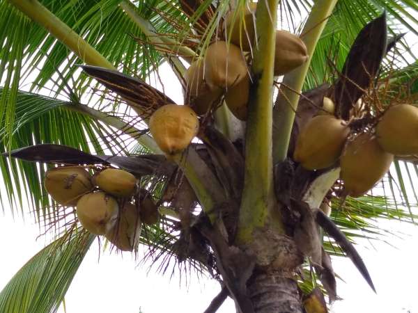 Young Hybrid Coconut Farm