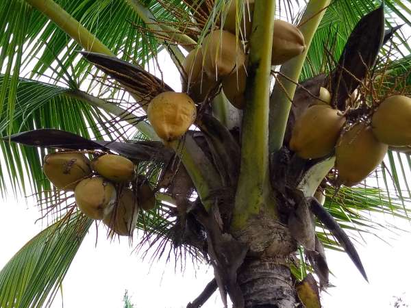 Young Hybrid Coconut Farm