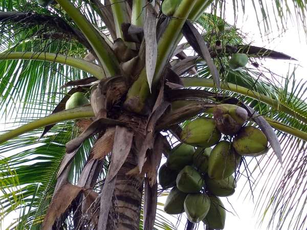 Young Hybrid Coconut Farm