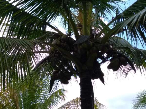 Young Hybrid Coconut Farm