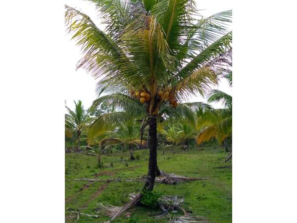 Young Hybrid Coconut Farm