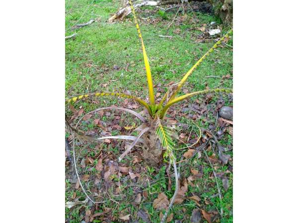 Young Hybrid Coconut Farm