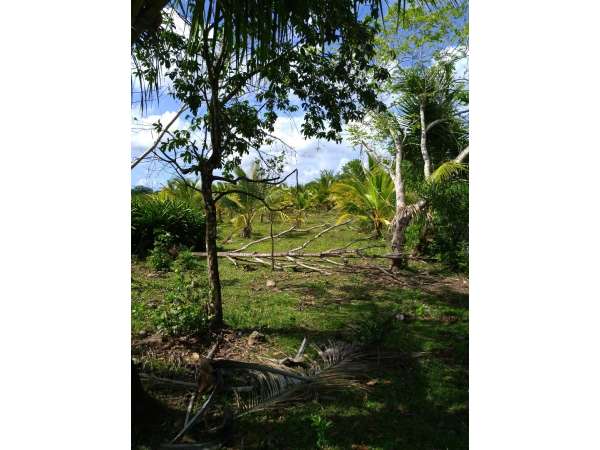 Young Hybrid Coconut Farm