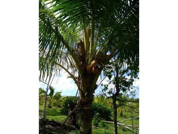 Young Hybrid Coconut Farm