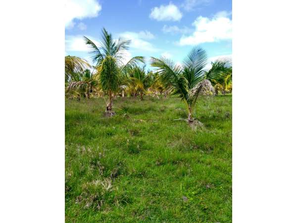 Young Hybrid Coconut Farm