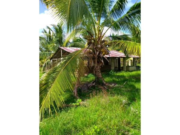 Young Hybrid Coconut Farm