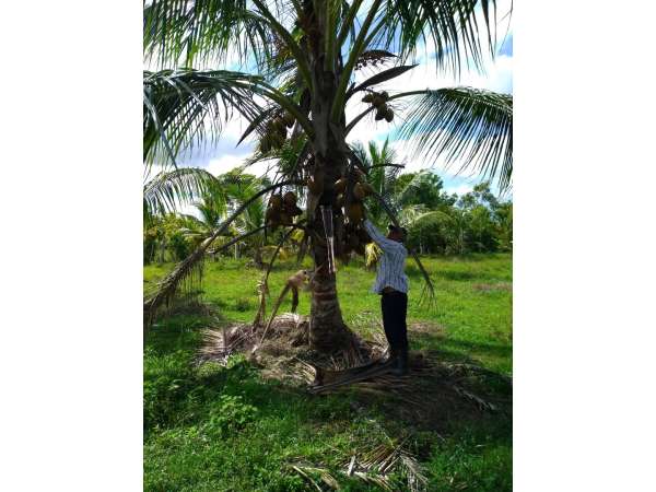Young Hybrid Coconut Farm