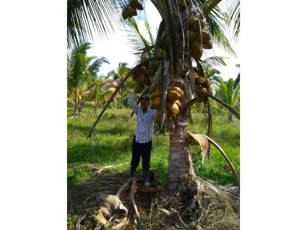 Young Hybrid Coconut Farm