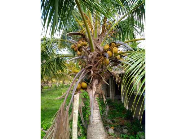 Young Hybrid Coconut Farm