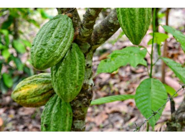 Cacao Farm  Investment Property In The Dominican