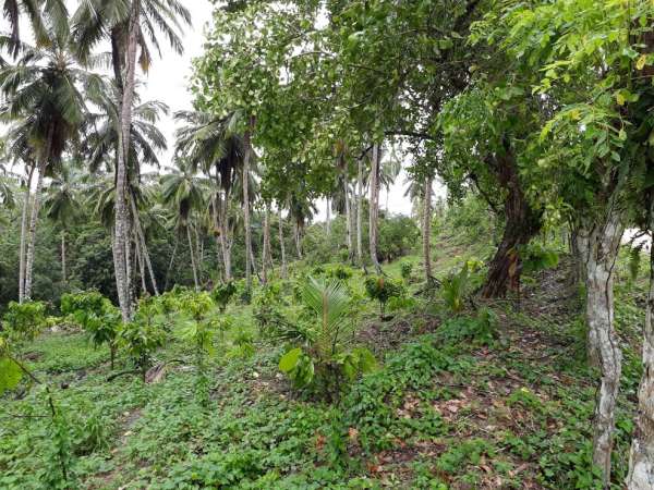 Coconut And Cacao Farm For Sale