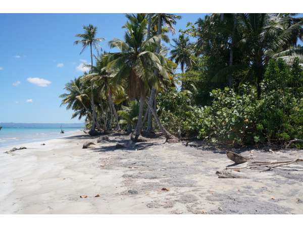 Sandy Crescent Beach With Coconut Trees