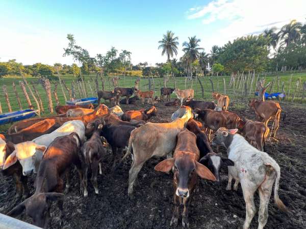 Land For Sale At Miches Dominican Republic