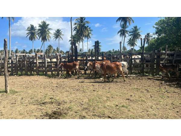 Land For Sale At Miches Dominican Republic