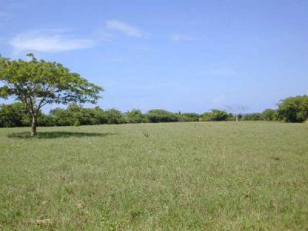 52 Tareas Of Cleared Pasture, Surrounding