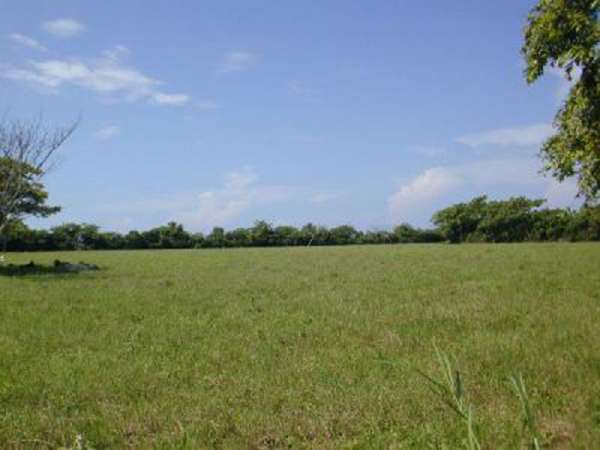 52 Tareas Of Cleared Pasture, Surrounding