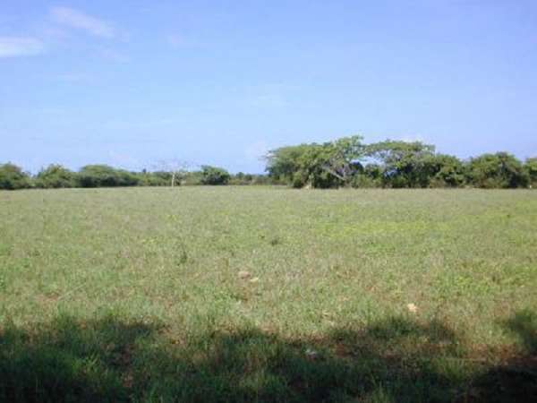 52 Tareas Of Cleared Pasture, Surrounding