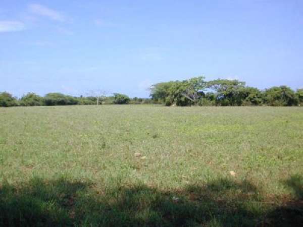 52 Tareas Of Cleared Pasture, Surrounding