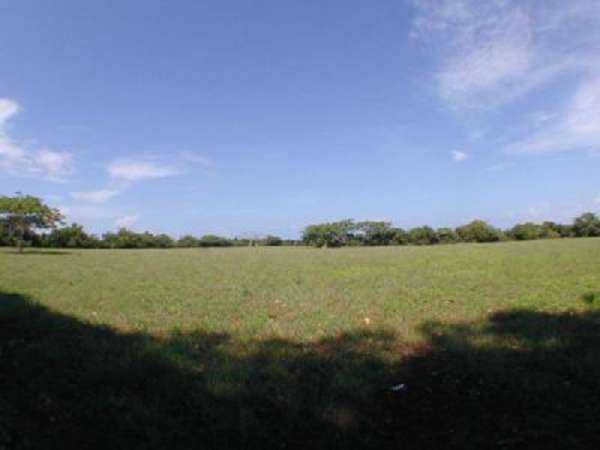 52 Tareas Of Cleared Pasture, Surrounding