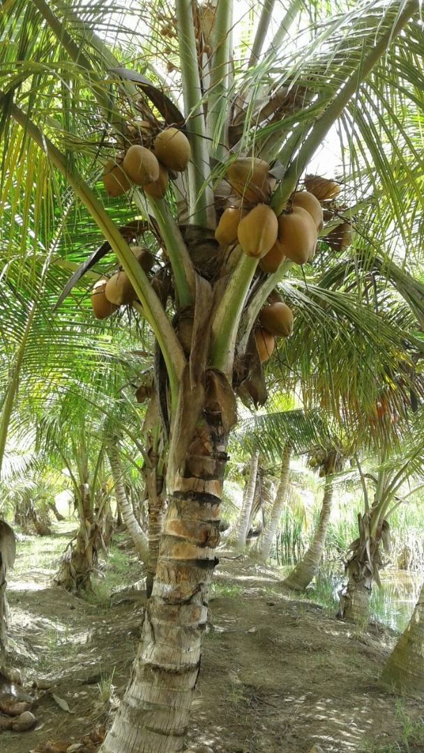 Young Coconut Farm Within â€coconut Forest Zone€ Nagua